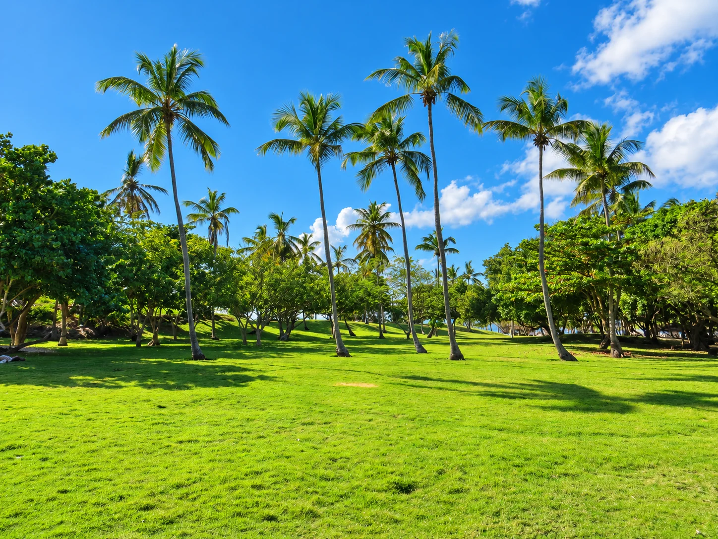 A coconut palm grove and green lawn — Cayo Levantado, AI-enhanced archival photograph